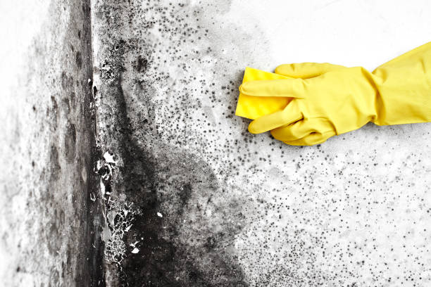 Mold Removal and Inspection in Royal Hawaiian Estates, HI